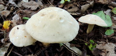Tricholoma album