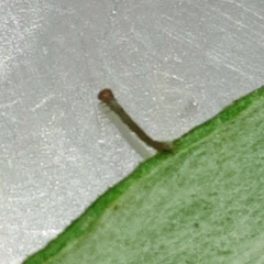 Brachurapteryx tesserata