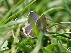 Zizina oxleyi