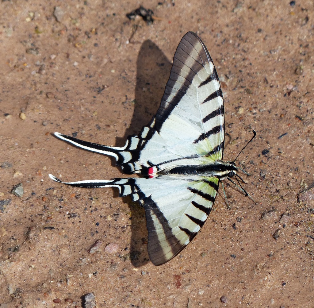 Mimic-Swallowtails