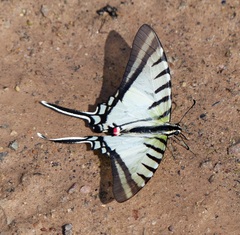 Neographium agesilaus