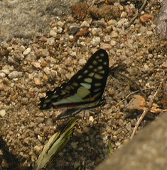 Graphium doson axion