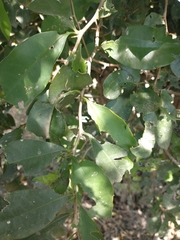 Achatocarpus nigricans