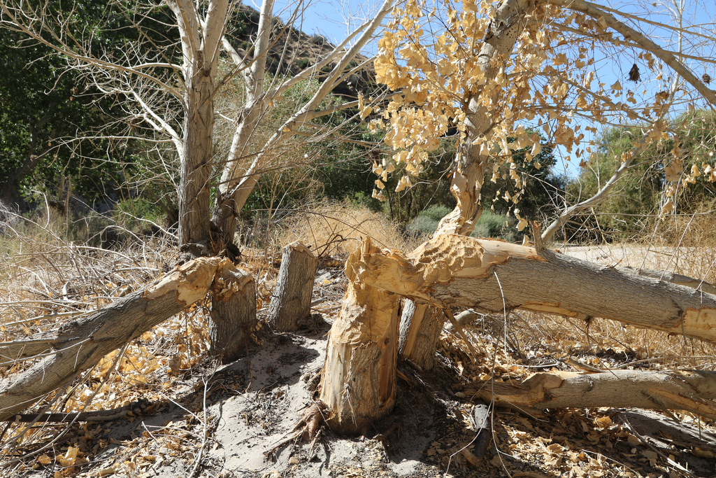 american-beaver-from-mojave-river-forks-dam-san-bernardino-county-ca