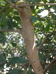 Achatocarpus nigricans