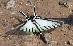 Neographium agesilaus