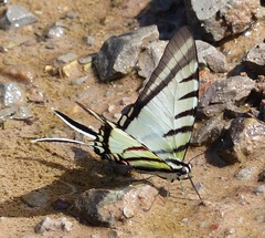 Neographium agesilaus
