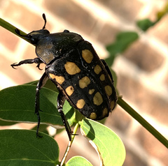 Mecynorhina passerinii