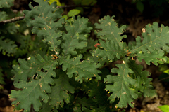 Quercus frainetto