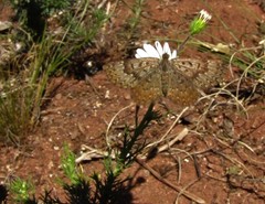 Zabuella tenellus