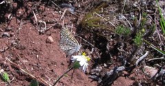 Zabuella tenellus
