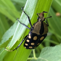 Mecynorhina passerinii