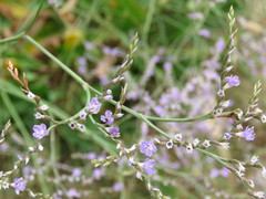 Limonium narbonense