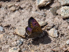 Lycaena boldenarum