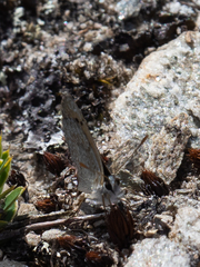 Lycaena boldenarum