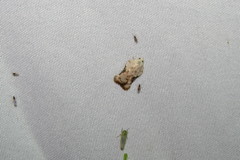 Acleris subnivana