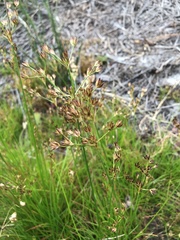 Juncus capensis