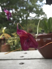 Masdevallia