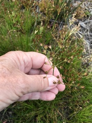Juncus capensis
