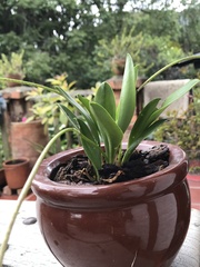 Masdevallia