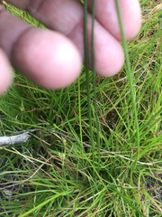 Juncus capensis