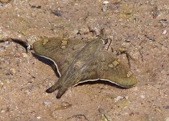 Ectomis octomaculata