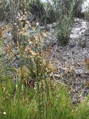 Juncus capensis