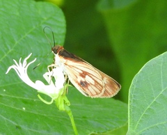 Vettius fantasos