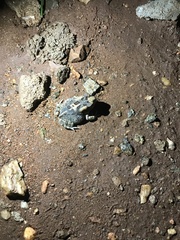 Sclerophrys poweri