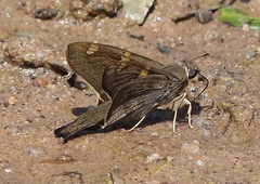 Ectomis octomaculata