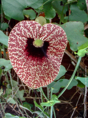 Aristolochia elegans image