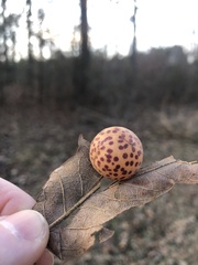 Atrusca quercuscentricola