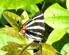 Panthiades bathildis