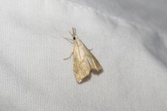 Haimbachia placidellus