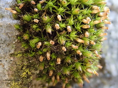 Orthotrichum stramineum