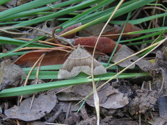 Scotopteryx moeniata