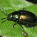 Green Dock Beetle - Photo Francisco Welter-Schultes, no known copyright restrictions (public domain)