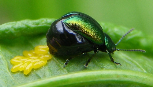 Green Dock Beetle