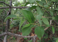 Vangueria