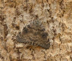 Lymantria ampla
