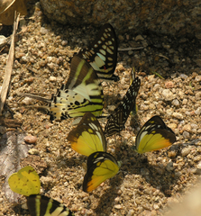 Graphium macareus