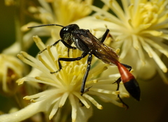 Ammophila gracilis