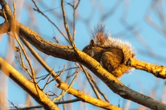 Sciurus niger limitis