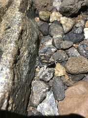 Sclerophrys poweri