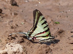 Neographium agesilaus