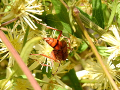 Tachypompilus mendozae