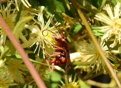 Tachypompilus mendozae