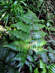 Cyathea surinamensis