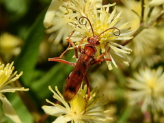 Tachypompilus mendozae