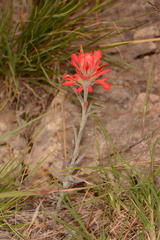Castilleja lanata